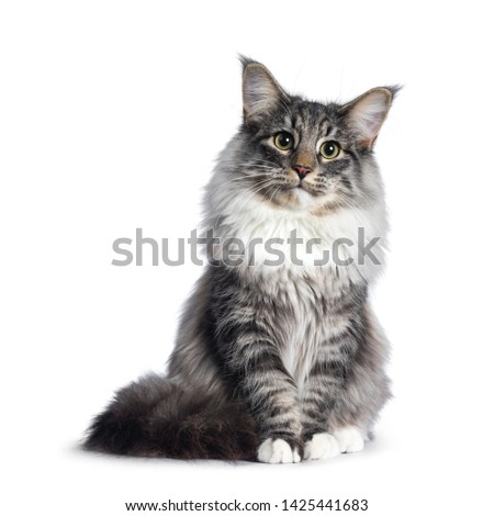 Adorable young Norwegian Forestcat, sitting facing front. Looking curious at lens. Isolated on white background.