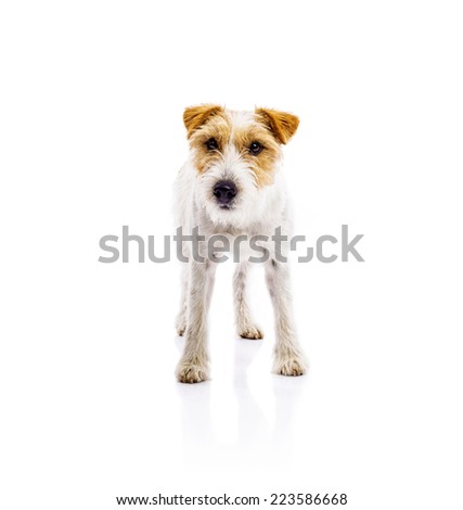 Similar – süßer kleiner Jack Russell Terrier auf einer Holzbrücke