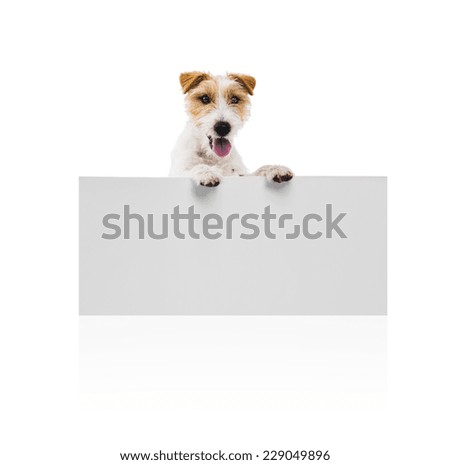 Similar – süßer kleiner Jack Russell Terrier auf einer Holzbrücke