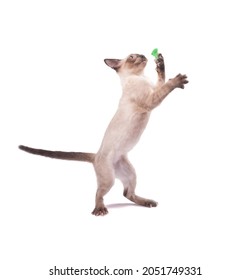 Adorable young Siamese cat standing on two legs, playing; on white background
