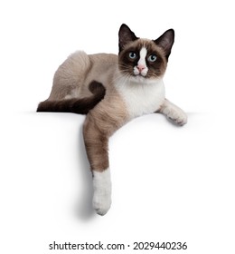 Adorable young Snowshoe cat kitten, laying down side ways. One paw hanging relaxed over edge. Looking towards camera with the typical blue eyes. Isolated on a white background.