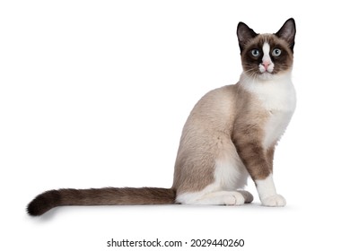 Adorable young Snowshoe cat kitten, sitting up straight side ways. Looking towards camera with the typical blue eyes. Tail stretched behind body. Isolated on a white background.