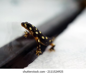          Adorable Young Spotted Newt At Reptile Show                      