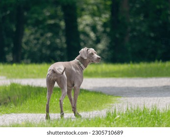 Adorable young Weimaraner dog  walking in the park - Powered by Shutterstock