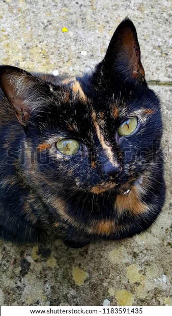 Adorablecute Female Domestic Short Haired Tortoiseshell Stock