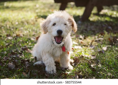 Adorably Cute Apricot Puppy Smiling Outside