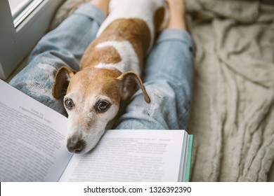 Adoreble home chilling weekend. Woman legs in jeans, a book and a dozing dog. The atmosphere of home comfort - Powered by Shutterstock