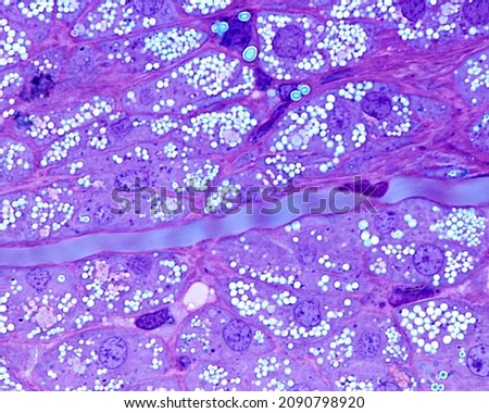 Adrenal gland. Zona fasciculata. Steroid-secreting cells showing abundant lipid droplets in their cytoplasm. 0.5 µm thick section of plastic-embedded material. Toluidine blue.