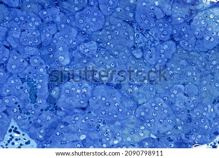 Adrenal medulla. Thick cords mof light adrenaline cells, among which are darker and scarcer noradrenaline cells.  0.5 µm thick semithin section of plastic-embedded material. Toluidine blue.