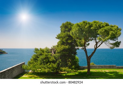 Adriatic sea view at Rovinj, popular touristic destination of Croatian coast. Pine trees in coastal garden. - Powered by Shutterstock