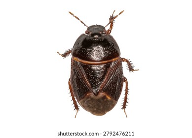 Adrisa Shield Bug (Adrisa sp.) Isolated on White Background