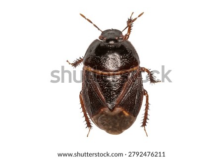 Adrisa Shield Bug (Adrisa sp.) Isolated on White Background