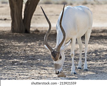 Adult Addax (Addax Nasomaculatus), Known As The Screw-horn Antelope. This Species Is A Native Inhabitant Of The Sahara Desert.