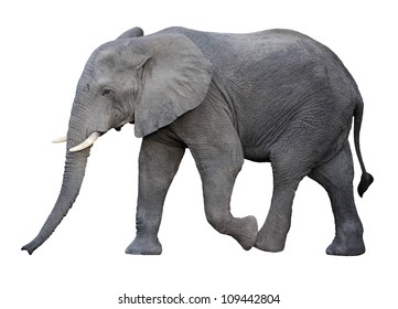adult african elephant isolated on white