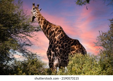 Adult African giraffe strolling through the South African savannah under a beautiful sunset sky, this mammalian and herbivorous animal is one of the stars of the safaris.