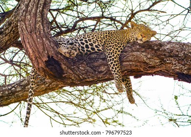 Adult African Leopard sleeping in a tree