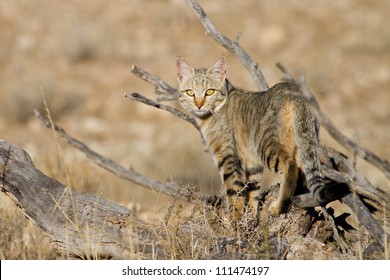 An Adult African Wild Cat Hunting In The Kgalagadi Transfrontier Park