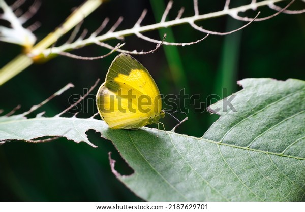 The adult after eclosion is completely\
different from the larva in both shape and structure, and it is\
also the butterfly we are most familiar\
with.
