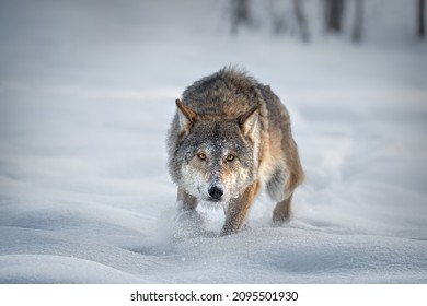 Adult  Aggressive European Timber Wolf Runs Through The Freshly Fallen Snow Right At You. Angry Gray Wolf In Search Of Prey. Wolf's Gaze.Predator Chases Prey.Scene From Wild Nature Of The North Of Bel