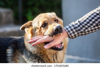 An adult, aggressive male German shepherd attacks a man and bites his hand. Training pets. - Shutterstock ID 1701825685