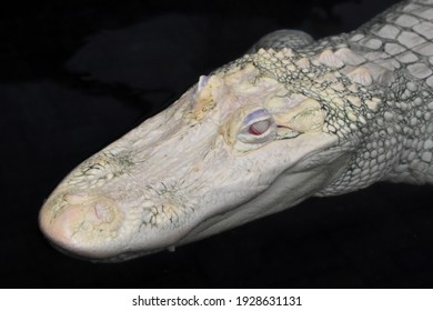 An adult albino alligator swims through water. 