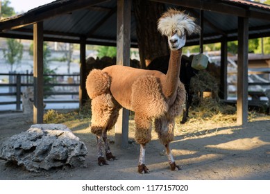 Lama In The Hay Images Stock Photos Vectors Shutterstock