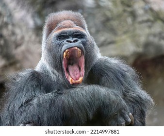 Adult Alpha Male Gorilla Yawns Irritably, Showing Dangerous Fangs And Teeth. Dominant Male Gorilla Yawns With His Mouth Open. 