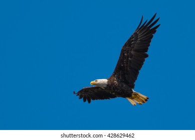 Adult American Bald Eagle hunting over open water