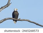 An adult American Bald Eagle is perched on a barren branch in Bonners Ferry, Idaho.