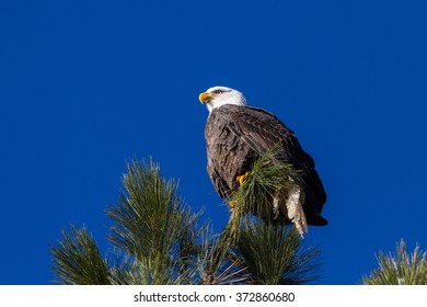 577 Bald eagles idaho Images, Stock Photos & Vectors | Shutterstock