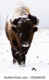 Adult American buffalo standing in the snow. A light dusting of snow accents buffalo's face.