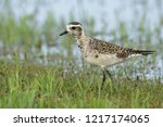 Adult American Golden Plover (Pluvialis dominica) in transition to breeding plumage. In wetland at Galveston County, Texas, United States. April 2016.