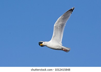 An Adult American Herring Gull In Flight.