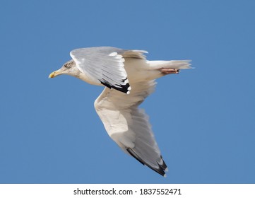 Adult American Herring Gull In Flight