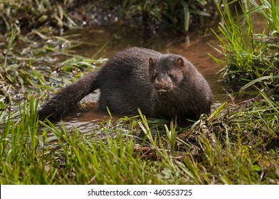 Adult American Mink (Neovison Vison) In Marshy Area - Captive Animal