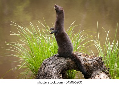 Adult American Mink (Neovison vison) Stands Facing Left - captive animal