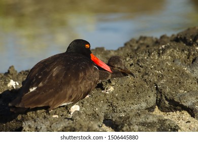 Adult American Oystercatcher With Its Chick, Sleeping On Its Mothers Beak. Galápagos National Park.