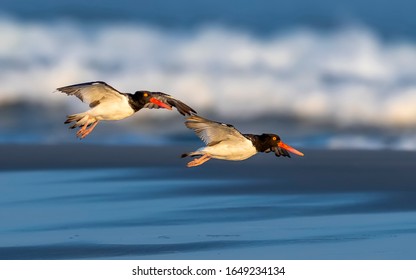 Adult American Oystercatcher (Haematopus Palliatus) Flying Over The Beach At Dusk In North Wildwood, Near Cape May, New Jersey, United States Of America.