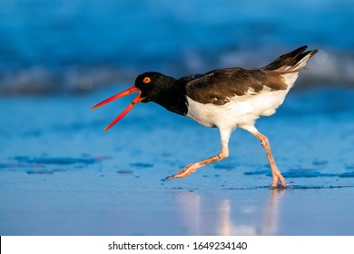 Adult American Oystercatcher (Haematopus Palliatus) Running On The Beach At Dusk In North Wildwood, Near Cape May, New Jersey, United States Of America.