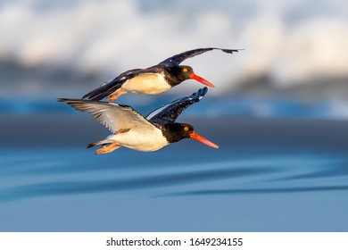 Adult American Oystercatcher (Haematopus Palliatus) Flying Over The Beach At Dusk In North Wildwood, Near Cape May, New Jersey, United States Of America.