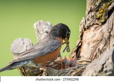 An adult American robin arrives at its nest with a mouthful of food to feed four hungry chicks on a spring day.