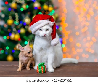 cat tiny santa hat