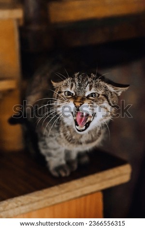 An adult angry, aggressive cat hisses with his mouth open. Animal photography, portrait.
