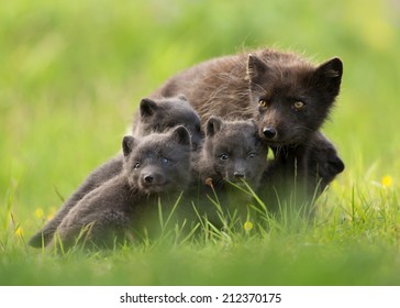 Adult Arctic Fox Vulpes Lagopus With Cubs , Iceland. 