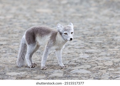 Adult arctic fox, Vulpes Lagopus, standing on a path in Longyearbyen,, Svalbard, a Norwegian Archipelago between mainland Norway and the North Pole. This fox is displaying a summer coat.