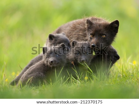 Adult Arctic fox Vulpes lagopus with cubs , Iceland. 