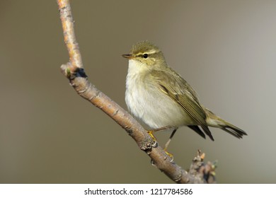 Adult Arctic Warbler (Phylloscopus borealis kennicotti)
Seward Peninsula, Alaska, USA