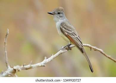 Adult Ash-throated Flycatcher (Myiarchus cinerascens) perched on a twig in Baja California Sur in Mexico.