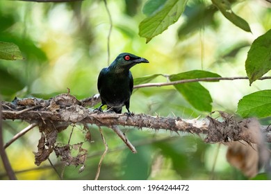 390 Asian glossy starling Images, Stock Photos & Vectors | Shutterstock