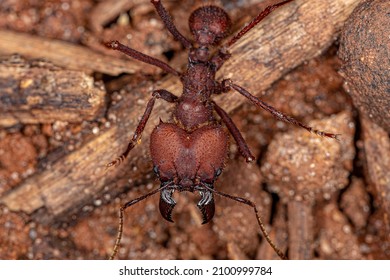 Adult Atta Leaf-cutter Ant of the Genus Atta